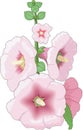 Hollyhock Vector Illustration