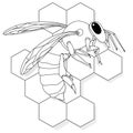 Vector illustration of honey bee on white background. Coloring image Royalty Free Stock Photo