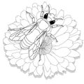 Vector illustration of honey bee on white background. Coloring image Royalty Free Stock Photo