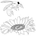 Vector illustration of honey bee on white background. Coloring image Royalty Free Stock Photo