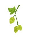 Vector illustration of a hop branch. Brewing