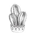 Vector illustration of houseplant. Vintage handdrawn illustration of cactus in pot with ethnic ornament isolated on white.