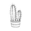 Vector illustration of houseplant. Vintage handdrawn illustration of cactus in pot with ethnic ornament isolated on white.