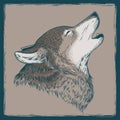 Vector illustration of a howling wolf Royalty Free Stock Photo