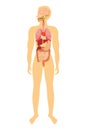 Vector illustration of human anatomy diagram. Man Royalty Free Stock Photo