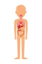Vector illustration of human anatomy diagram. Man Royalty Free Stock Photo