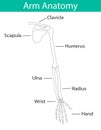 Vector illustration of human arm skeletal anatomy