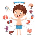 Vector Illustration Of Human Body Royalty Free Stock Photo