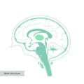 Vector illustration of human brain anatomy Royalty Free Stock Photo