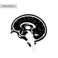 Vector illustration of human brain anatomy Royalty Free Stock Photo