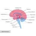 Vector illustration of human brain anatomy Royalty Free Stock Photo