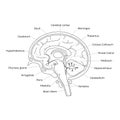 Vector illustration of human brain anatomy Royalty Free Stock Photo