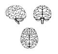 Vector illustration of human brain  3 angles set Royalty Free Stock Photo