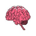 Vector illustration of human brain, pink convolutions of the brain