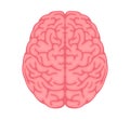 Vector illustration of human brain View from above