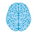 Vector illustration of human brain View from above