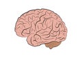 Vector illustration of a human brain on a white background Royalty Free Stock Photo