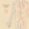Vector illustration of the human circulatory system drawn in retro style. Royalty Free Stock Photo