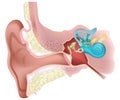 Vector Illustration of Human Ear Internal Diagram Royalty Free Stock Photo