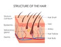 Vector illustration of human hair diagram. Piece of human skin and all structure of hair on the white background