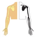 Vector illustration of human hand skeletal anatomy Royalty Free Stock Photo