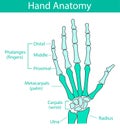 Vector illustration of human hand skeletal anatomy Royalty Free Stock Photo