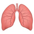Vector illustration of human lung structure. Realistic drawing for anotomy biology textbook or articles about pulmonary