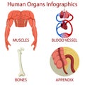 Human organs Infographics isolated on white background