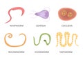 Vector Illustration of a Human Parasites, hookworm whipworm tapeworm