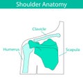 Vector illustration of human shoulder skeletal anatomy