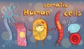 Vector illustration of human somatic cells