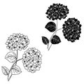 4049 hydrangea, Vector illustration, hydrangea flowers, drawing in black, template, stencil, isolate on a white background Royalty Free Stock Photo