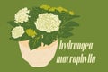 Vector illustration of hydrangea macrophylla flower
