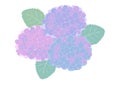 Vector illustration of hydrangea. Purple, blue and pink hydrangea flowers and leaves Royalty Free Stock Photo