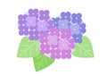 Vector illustration of hydrangea. Purple, blue and pink hydrangea flowers and leaves Royalty Free Stock Photo