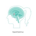 Vector illustration of Hypothalamus