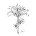 Vector illustration. Icon of pot plant hand-drawn style. Dracaena on white background for different design