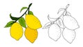 Vector illustration with the image of a branch of yellow lemons with green leaves. Drawn by hands in doodle style. Colorful design Royalty Free Stock Photo