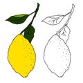 Vector illustration with the image of a branch of yellow lemons with green leaves. Drawn by hands in doodle style. Colorful design Royalty Free Stock Photo