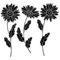 4076 daisies, Vector illustration, image of daisies flowers, drawing in black, template, stencil, isolate on a white background