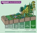 Primary succession