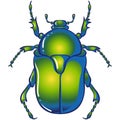 Insect chafer green beetle