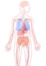 Vector illustration internal anatomy organs white background