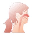 Vector illustration of the human head showing inside the nose and larynx.