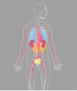 Vector illustration internal organs human anatomy vector on gray background, human internal anatomy