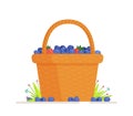 Vector illustration of an isolated blueberry basket.