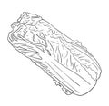Isolated chinese cabbage in black and white colors, outline hand painted drawing