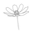 Vector illustration, isolated cosmos flower in black and white colors, outline hand painted drawing