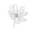 Vector illustration, isolated cosmos flower in black and white colors, outline hand painted drawing