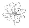 Vector illustration, isolated cosmos flower in black and white colors, outline hand painted drawing